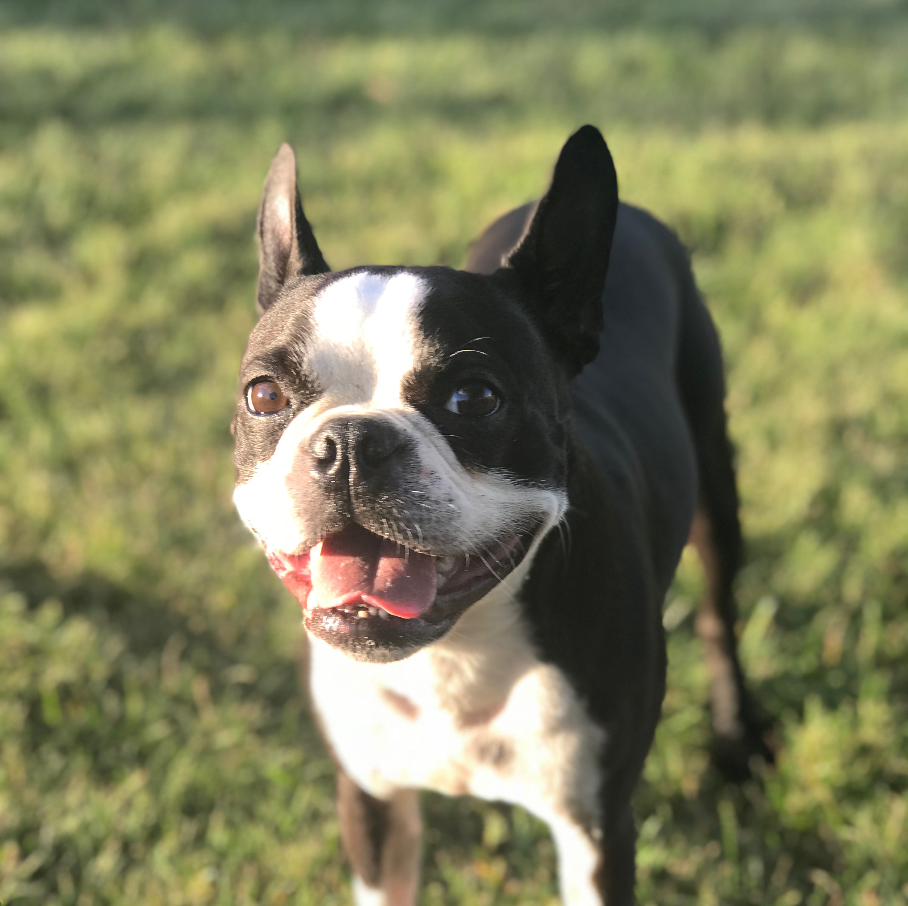 Jake's dog Ceasar